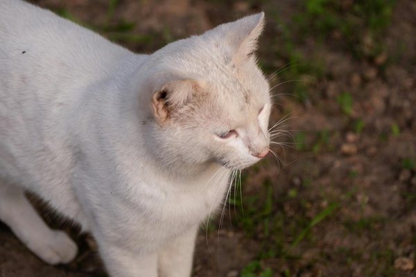 What are the key issues in the UK's housing market today?